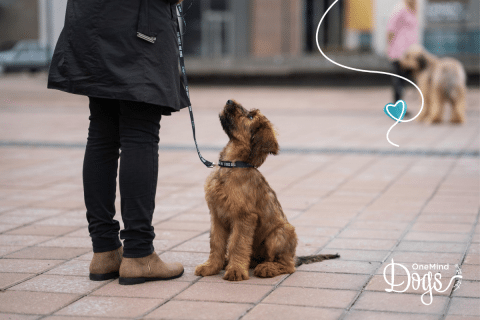 How To Leash Train A Puppy - OneMind Dogs