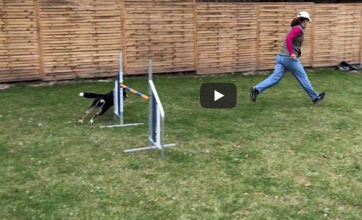 dog agility backyard