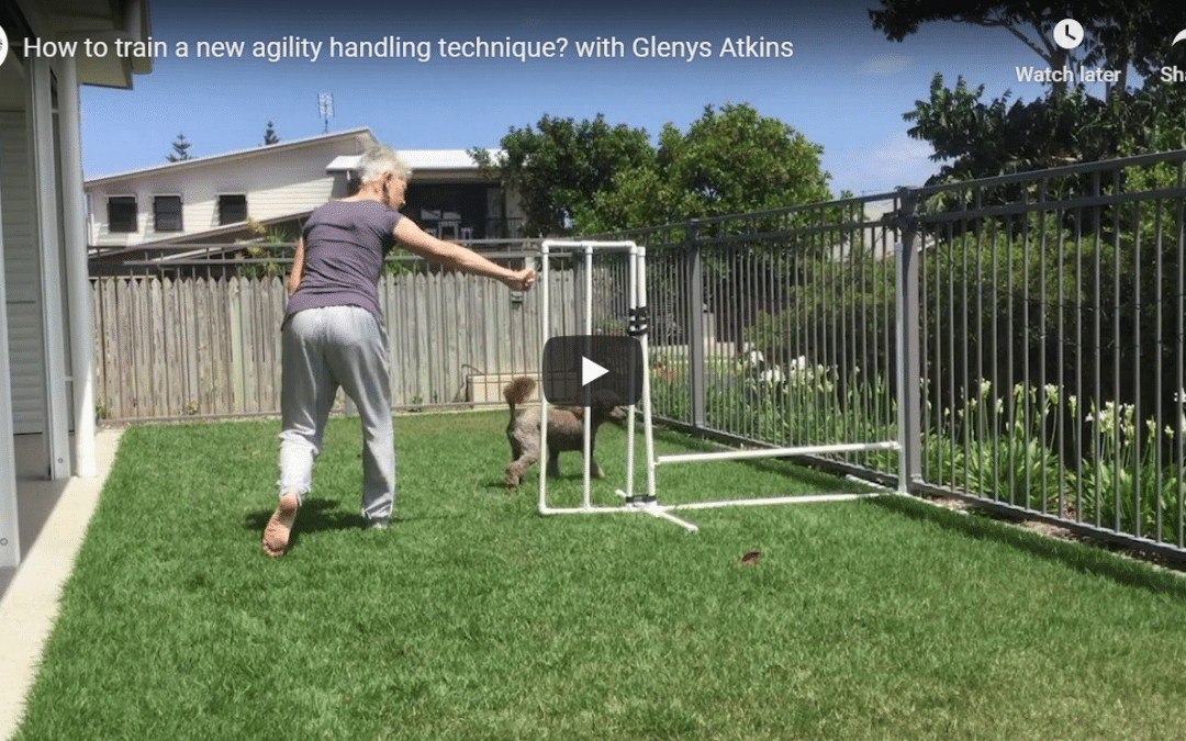 More tips for training new agility handling techniques
