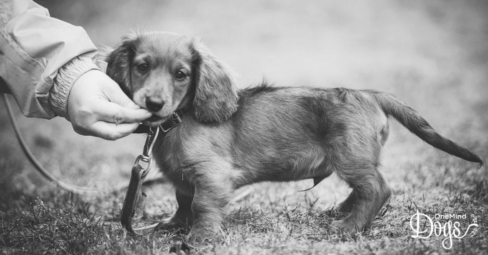 How To Leash Train A Puppy - OneMind Dogs