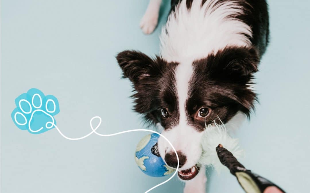 How to DIY easy and safe puppy toys at home