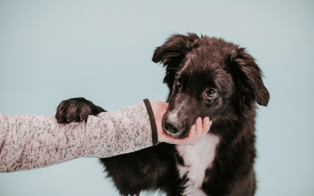 5 places to find support for puppy training
