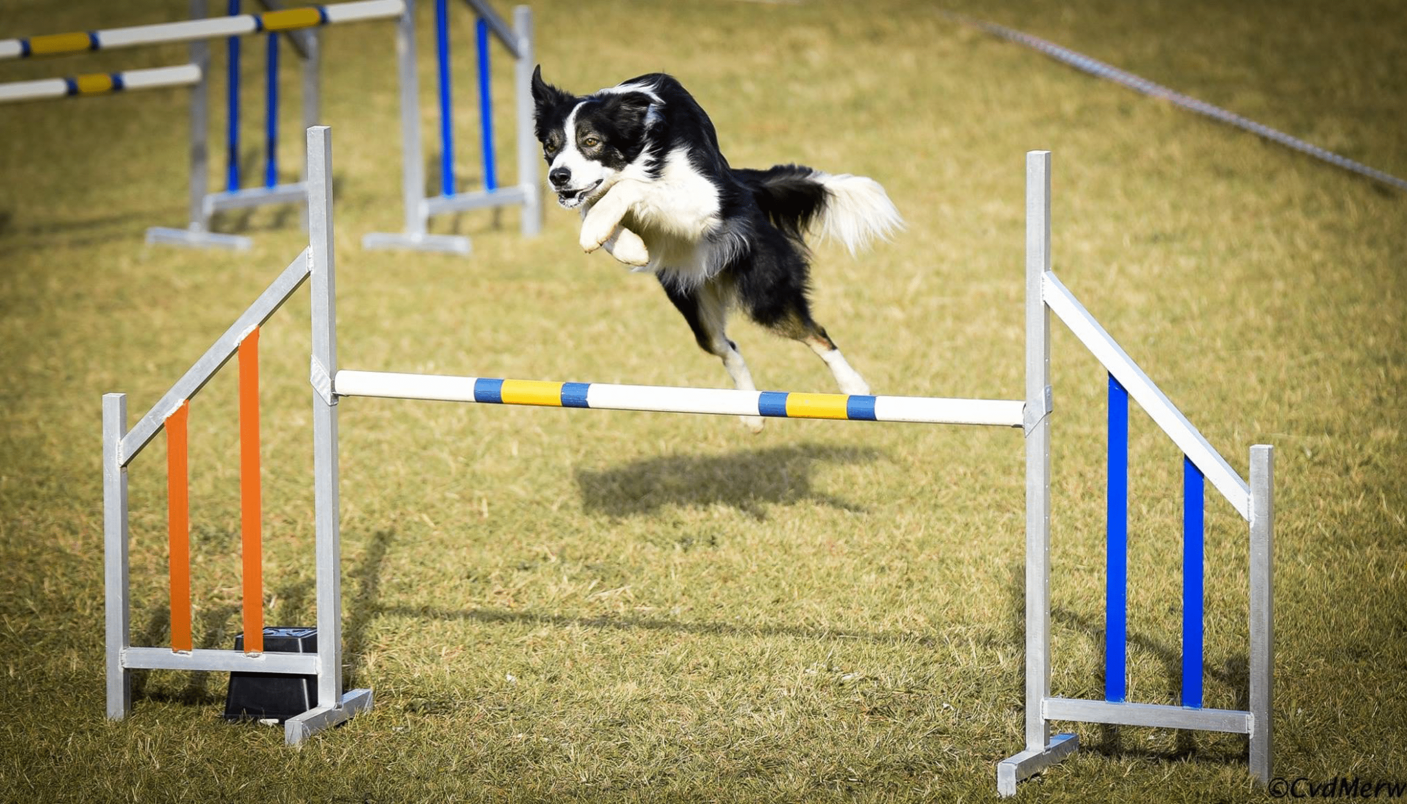 Training A Border Collie For Agility Competitions
