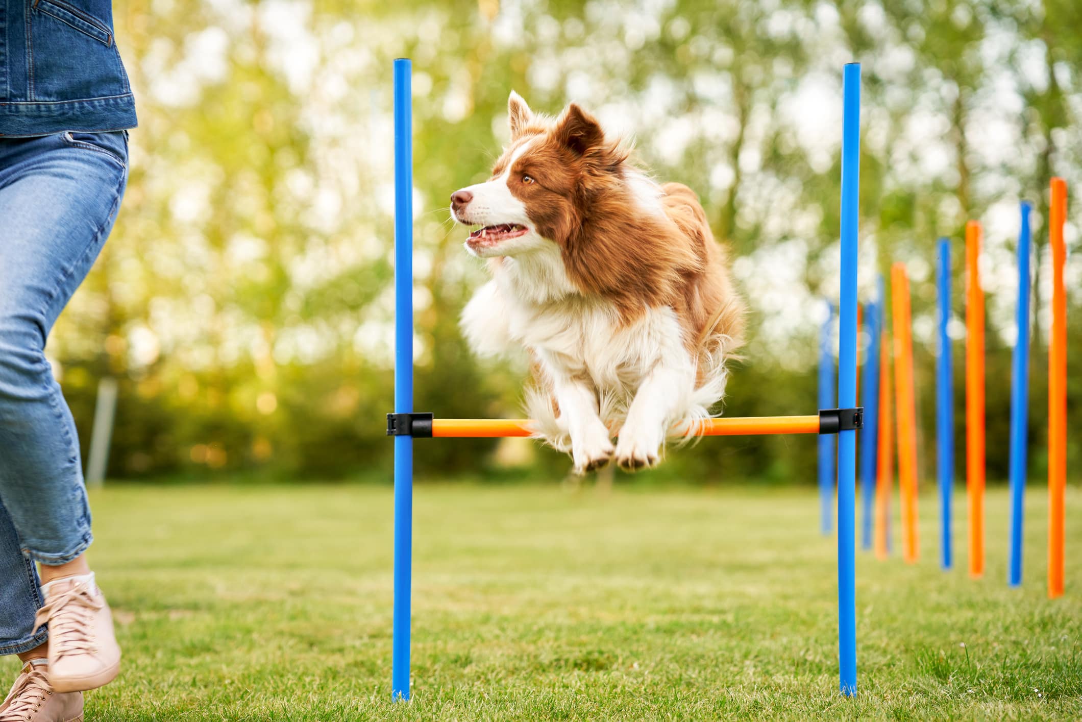 How to Build a DIY Dog Agility Course - This Old House