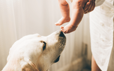 Pup meets baby: How to introduce your dog to a newborn