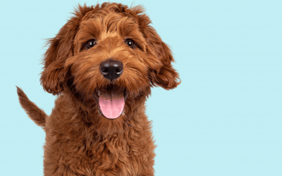 5 Things to teach your new puppy