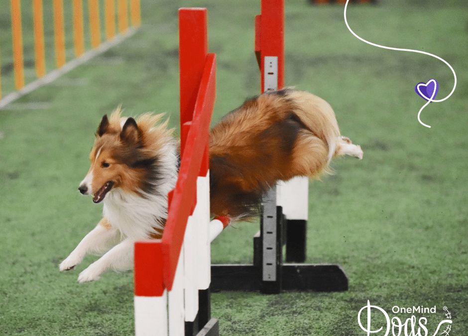 What is dog agility? Plus 3 things to consider before you start