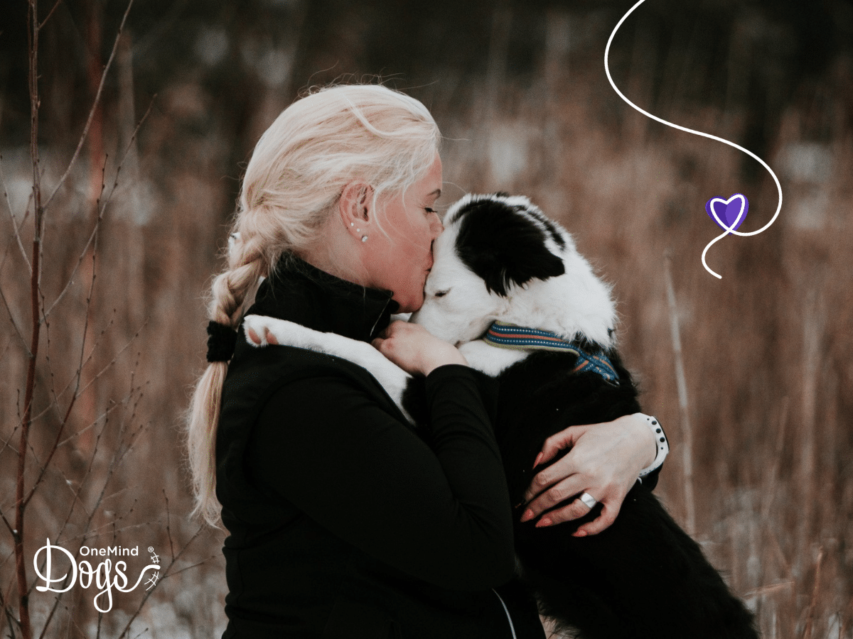 train border collie puppy