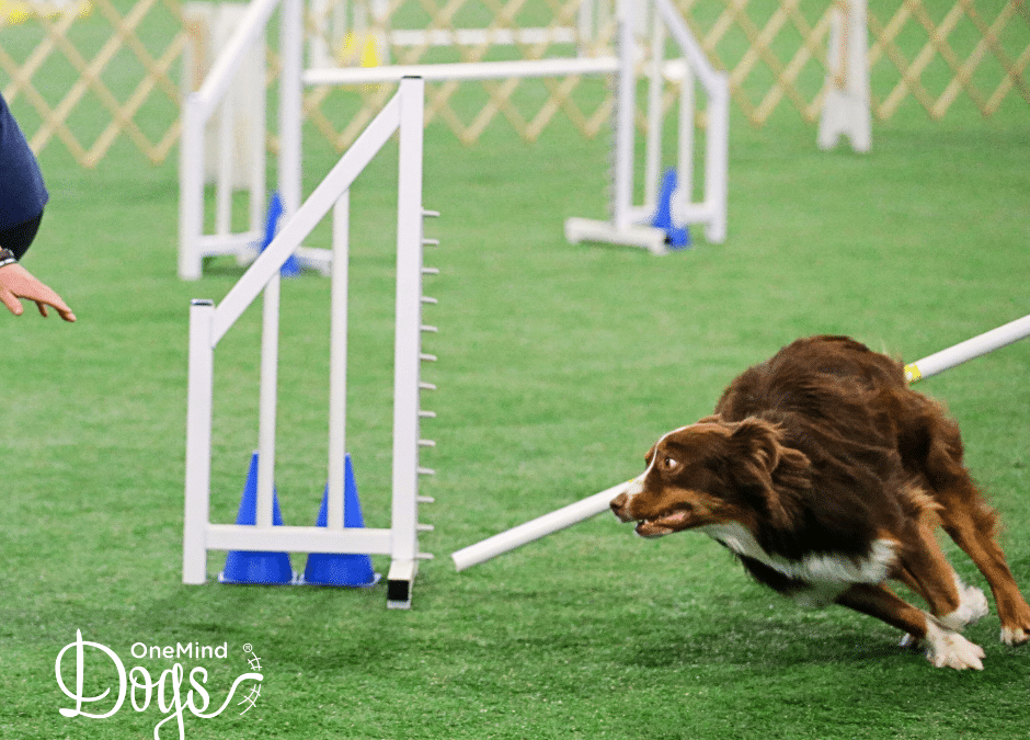 How to prevent and fix bar knocking in agility dogs