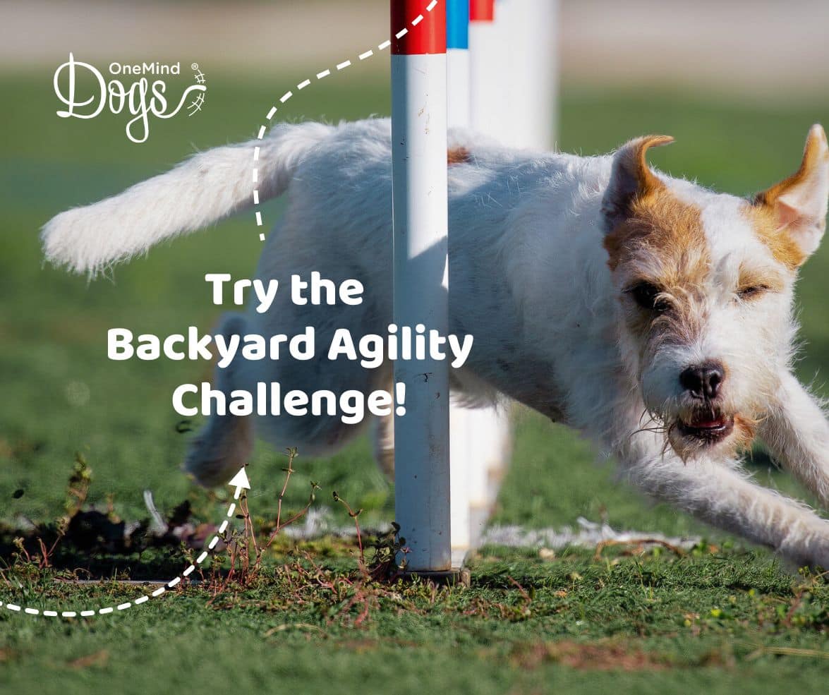 Backyard best sale agility dogs