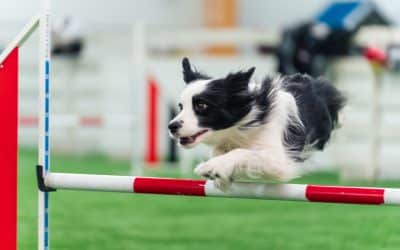 What is dog agility, and can you learn it online?