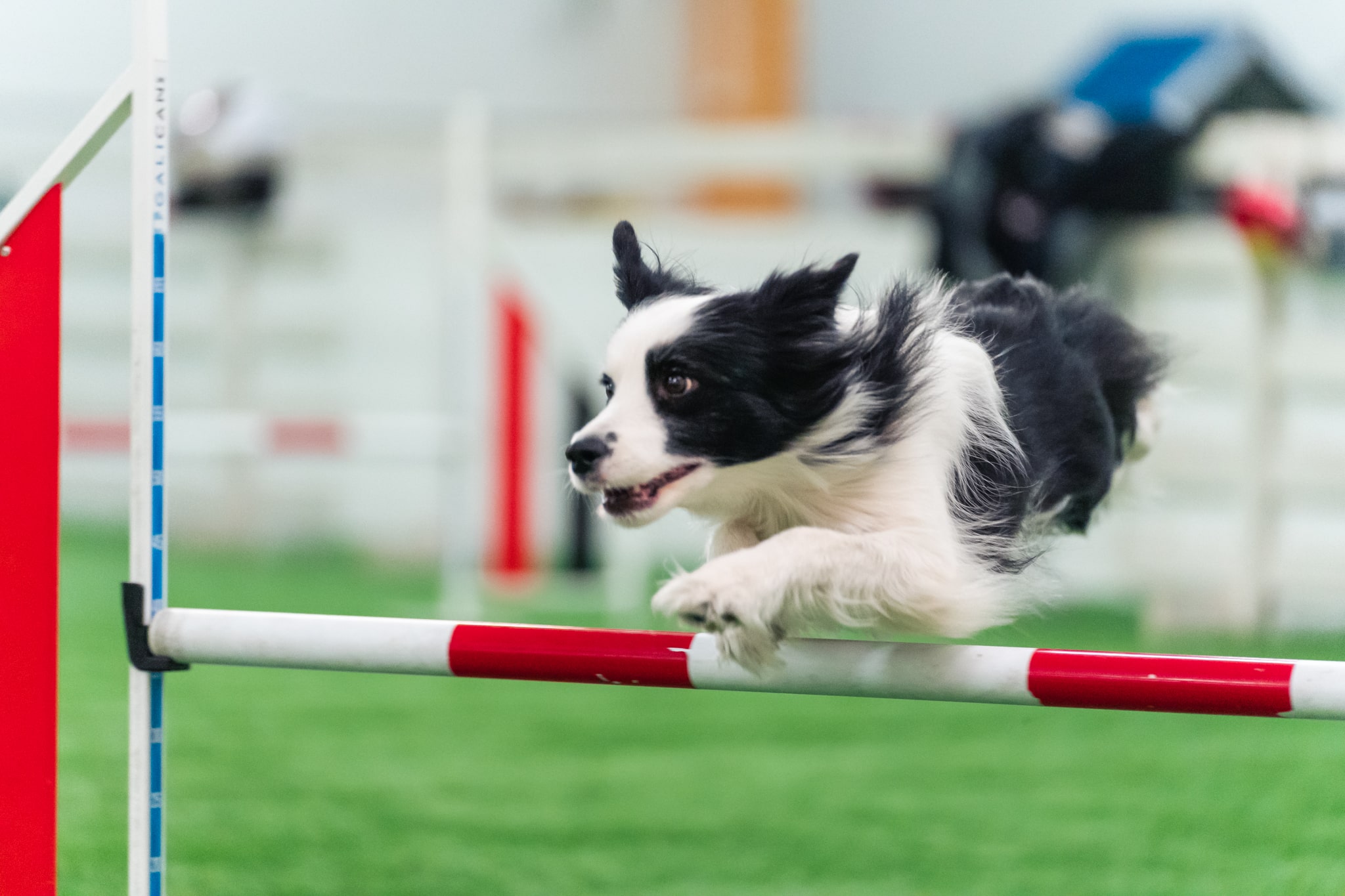 online dog agility