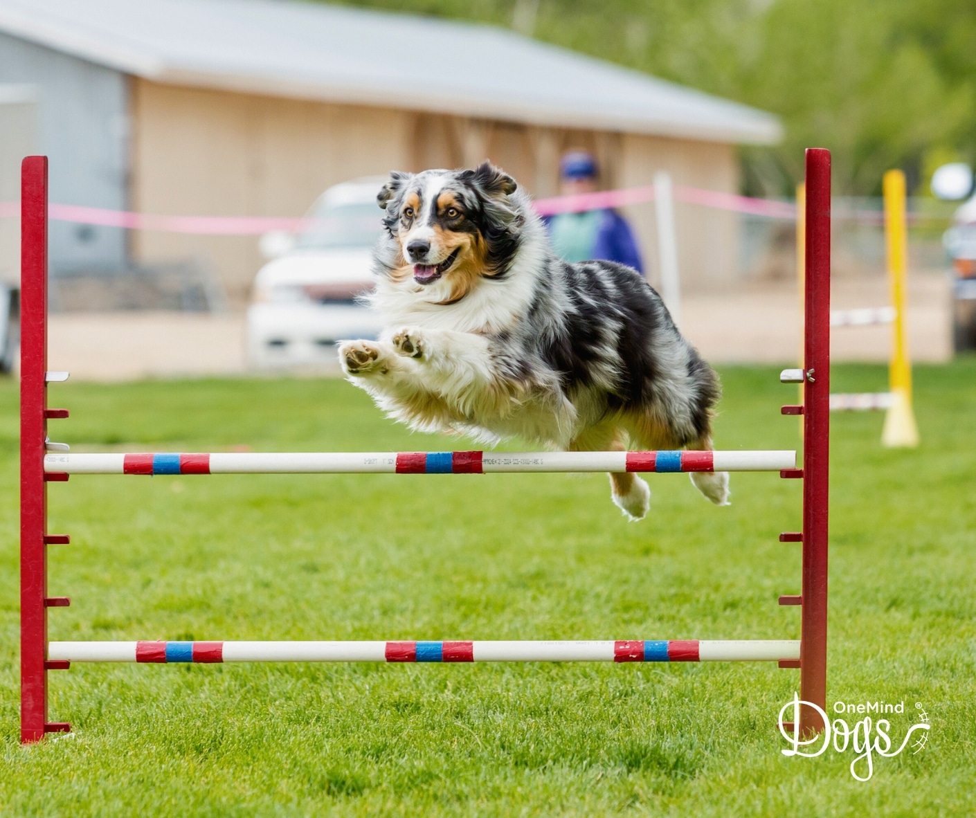 backyard dog agility