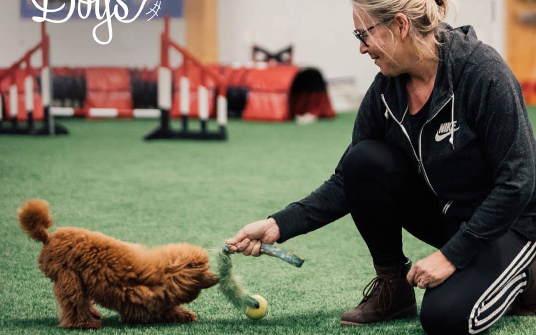 Dog agility training for puppies: Essential tips and exercises