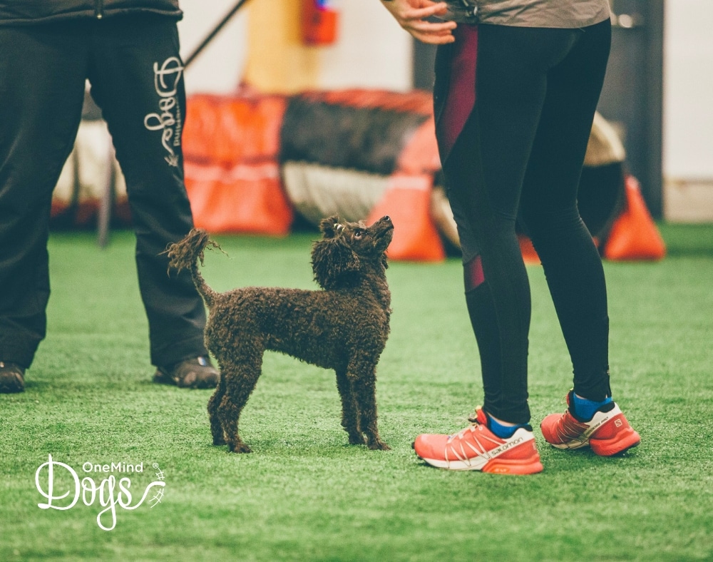 poodle looking at owner