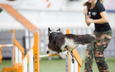 What is a False Turn in dog agility?