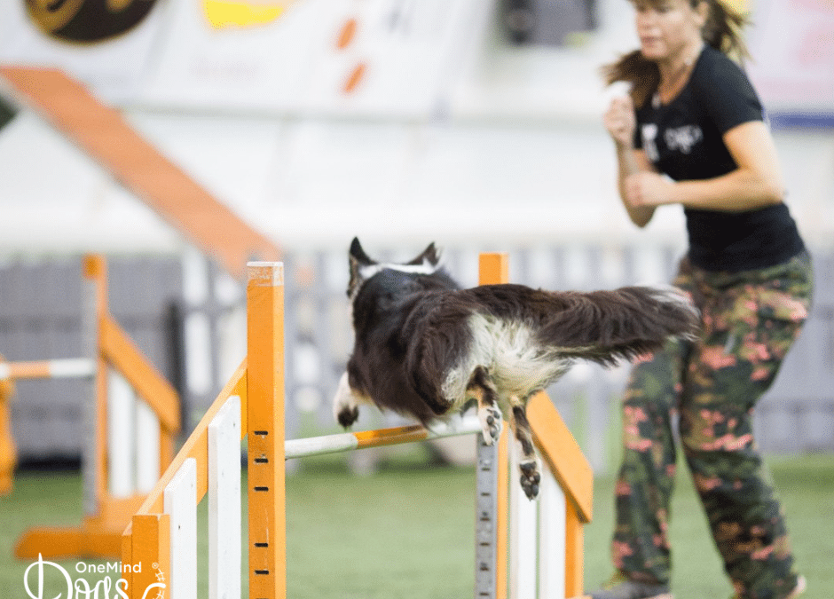 What is a False Turn in dog agility?