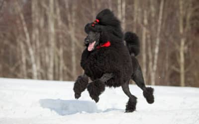 How to train your Poodle: 5 key steps from the dog’s perspective