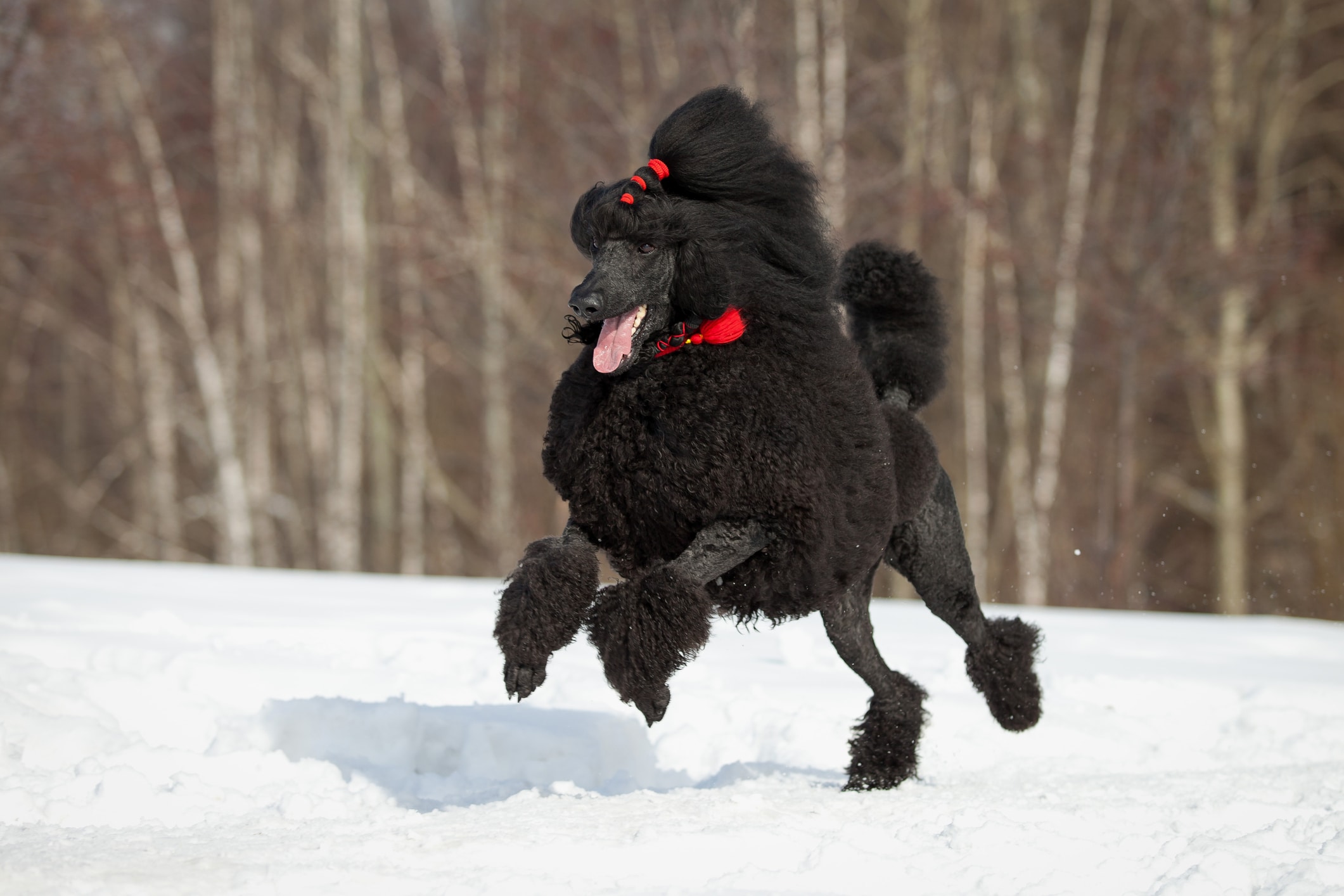 poodle running in the snow