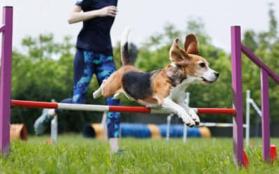 Teach your dog agility with the OneMind Dogs secret!