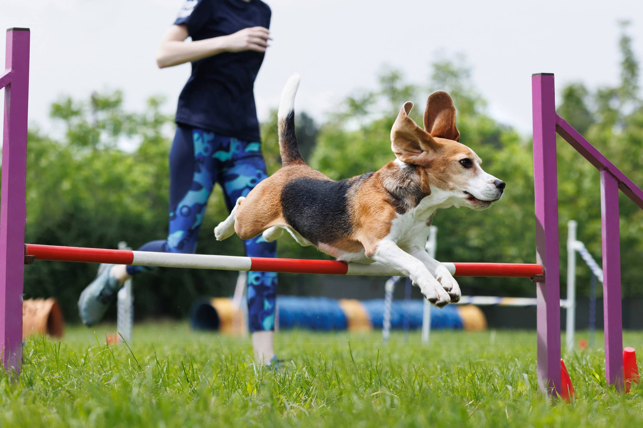 dog agility