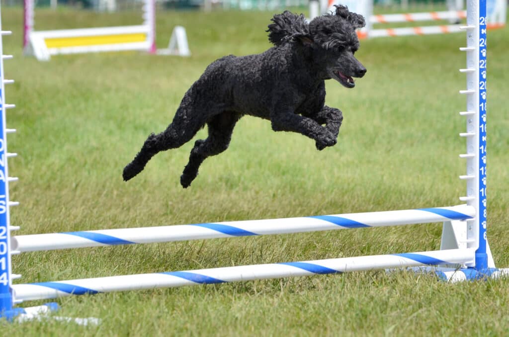 Black Miniature Poodle Running Leaping Over a Jump at an Agility Trial