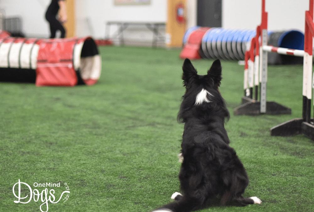 Teaching a solid startline stay for dog agility