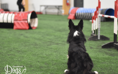 Teaching a solid startline stay for dog agility