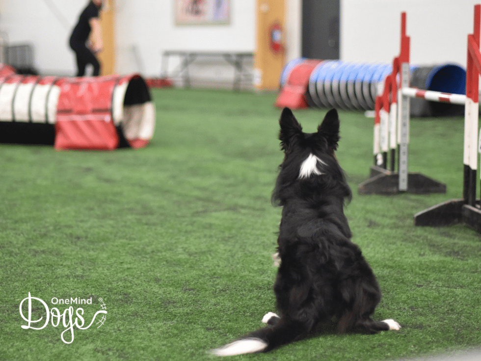 Teaching a solid startline stay for dog agility - OneMind Dogs