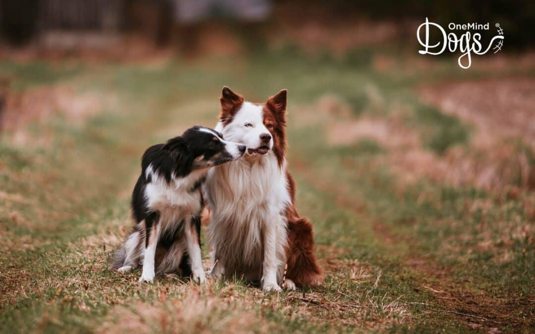 Do male or female dogs make better pets? And which gender is easier to train?