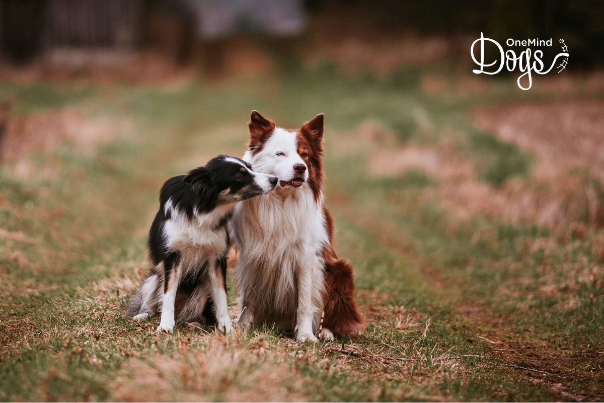 Do male or female dogs make better pets? Which is easier to train?