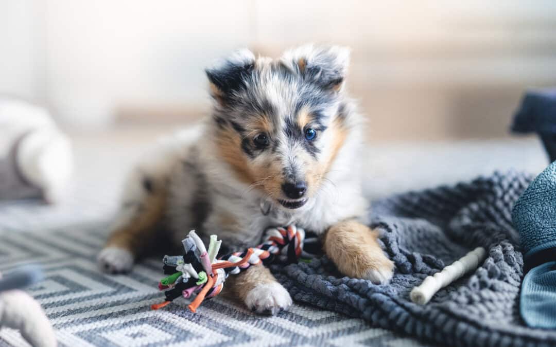 5 things I would do differently with a new puppy