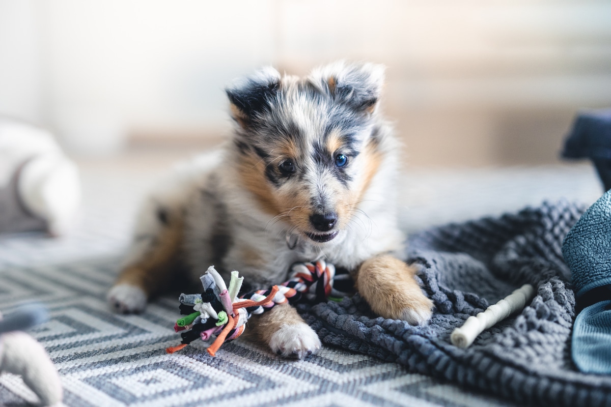 puppy training