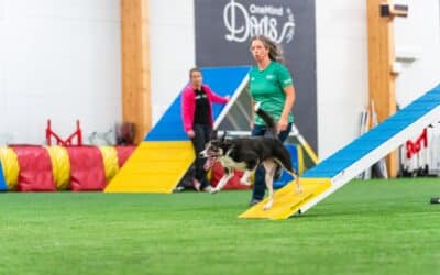 Interview with OneMind Dogs Coach Anna Eifert