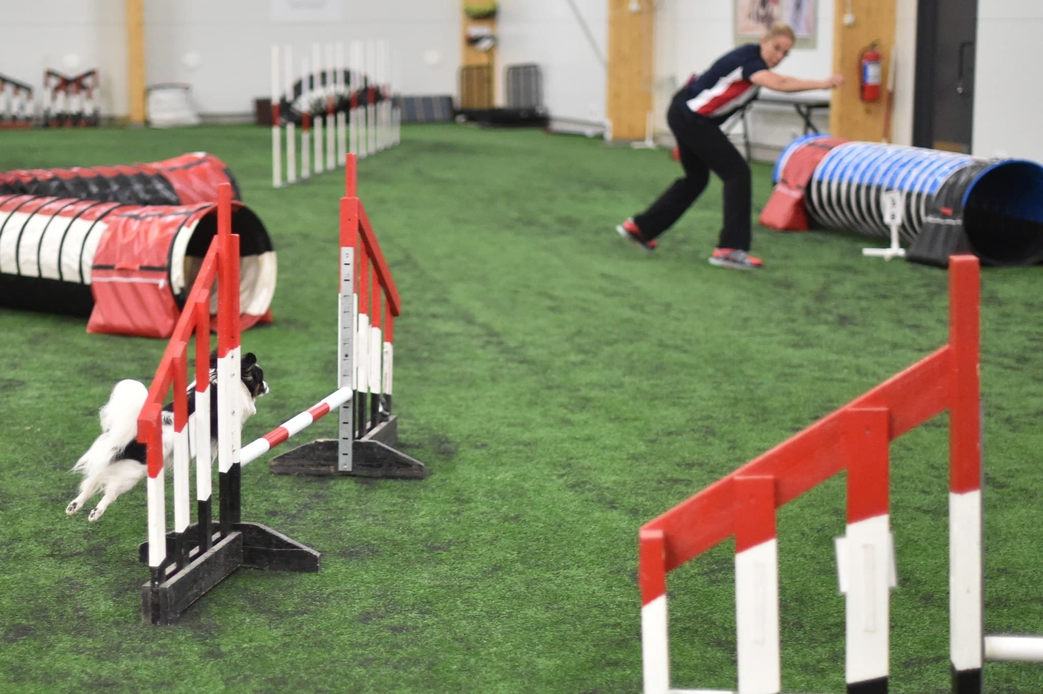 papillon commitment to an agility jump