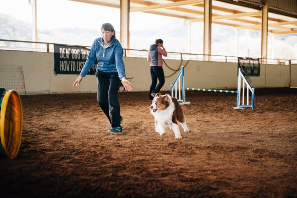 border collie dog agility