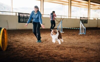 The Importance of Commitment in Dog Agility: Mastering the Three Cs with OneMind Dogs