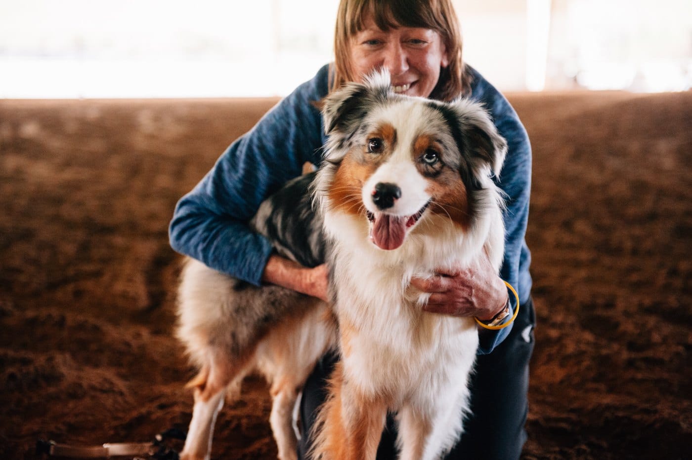 australian shepherd