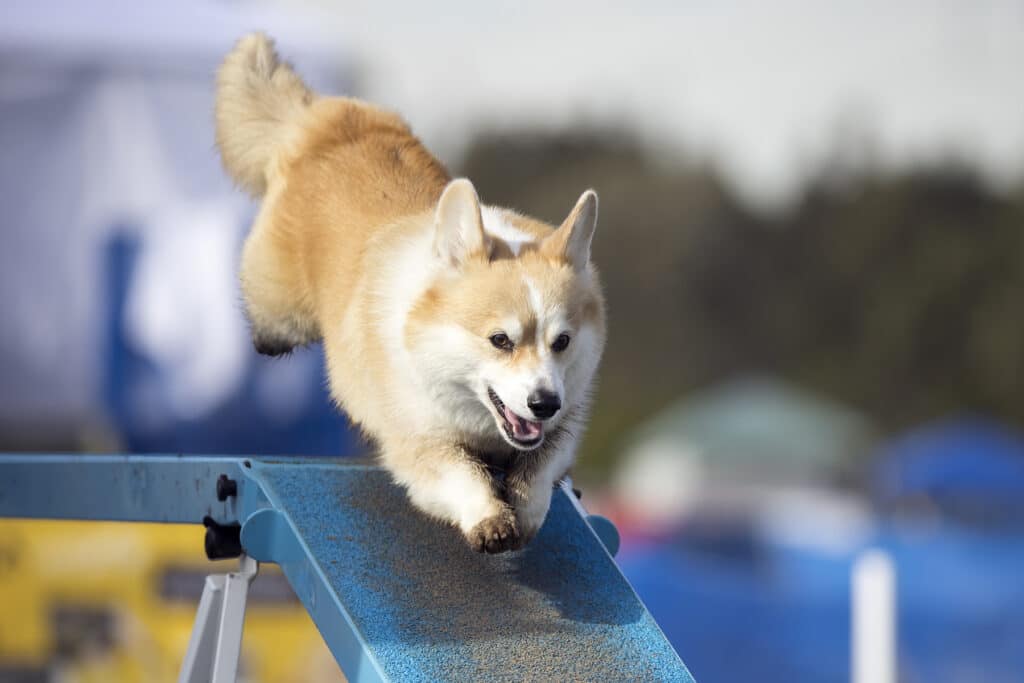 corgi dogwalk