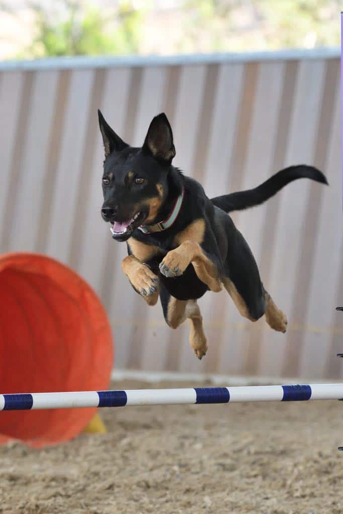 kelpie dog agility