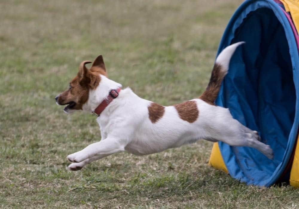 jack russell agility