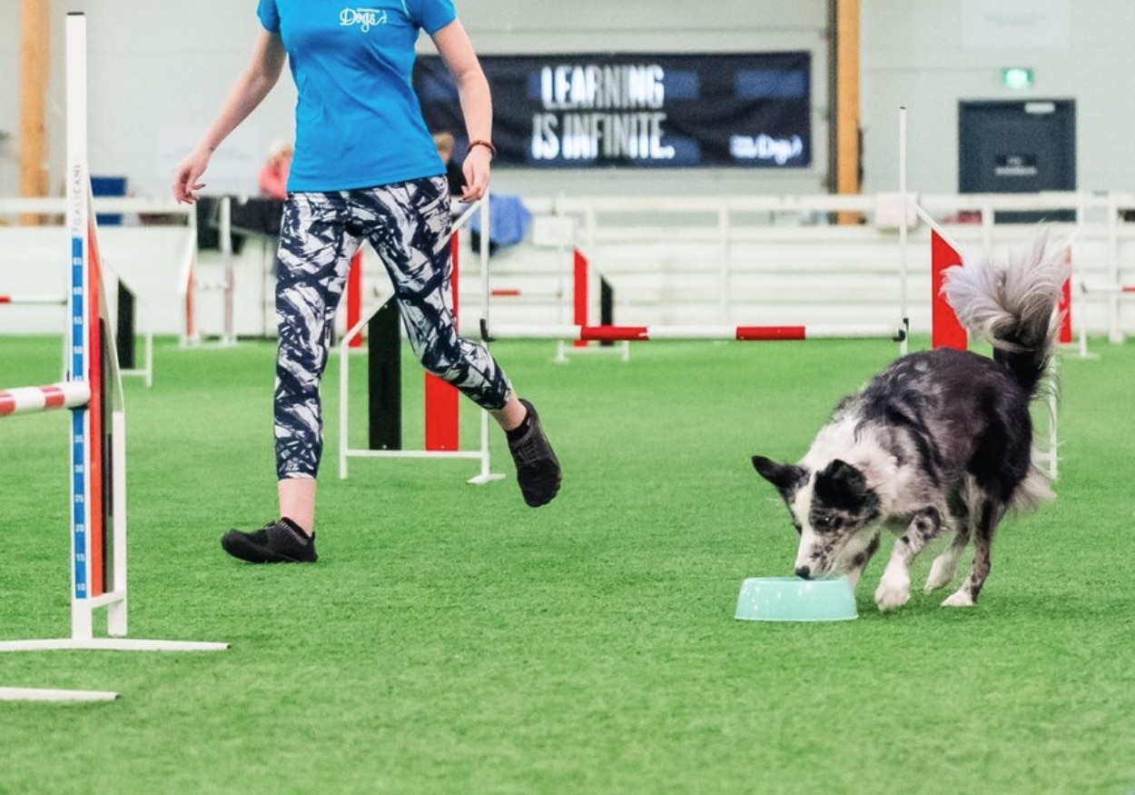 Strengthening key skills to solve common problems in dog agility