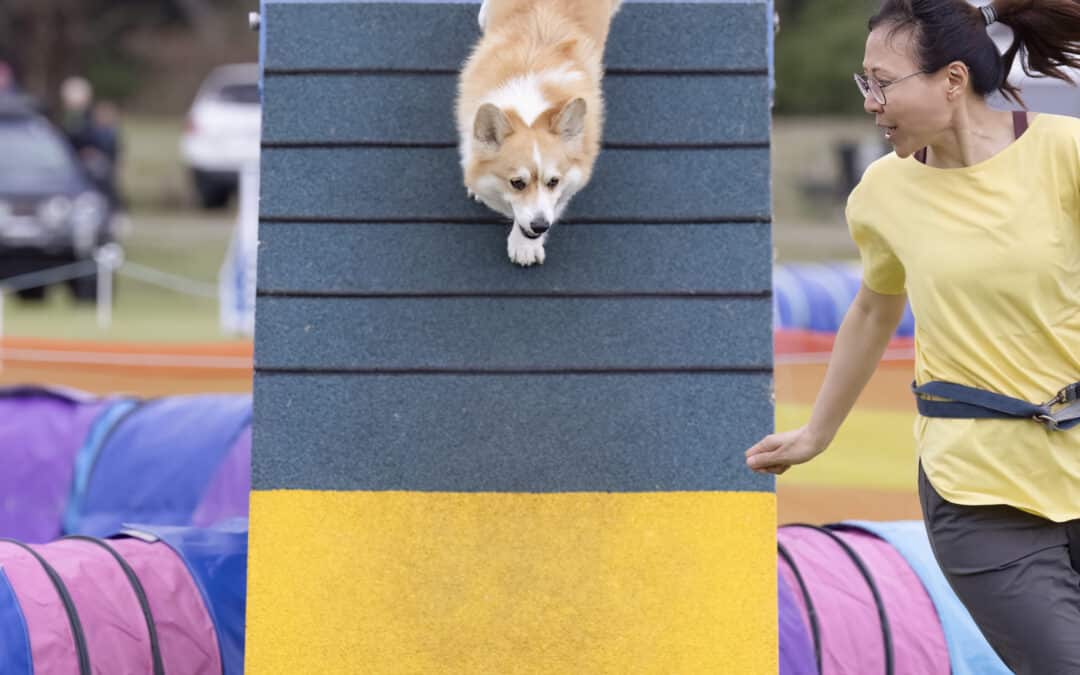 Flying high: Lucy and Dino’s agility adventure with OneMind Dogs