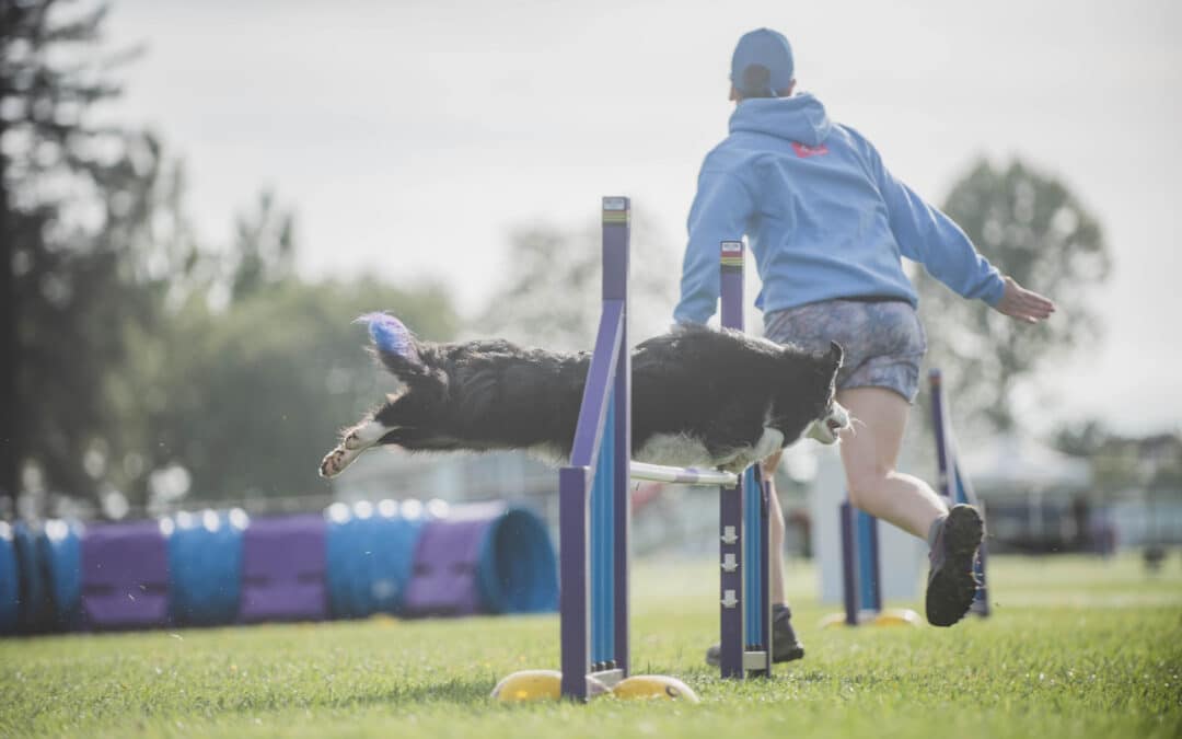 Why a warm-up matters in dog agility (and how to do it right)