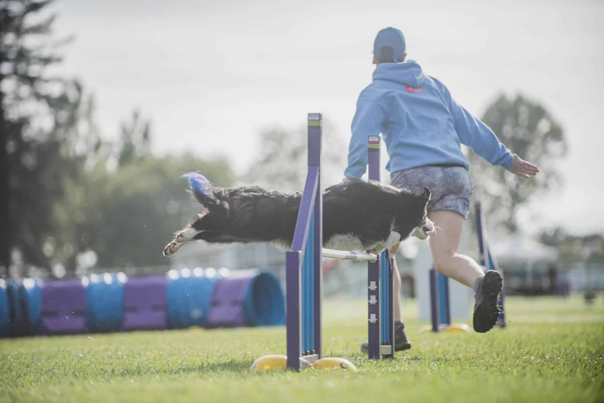 warm up agility dog