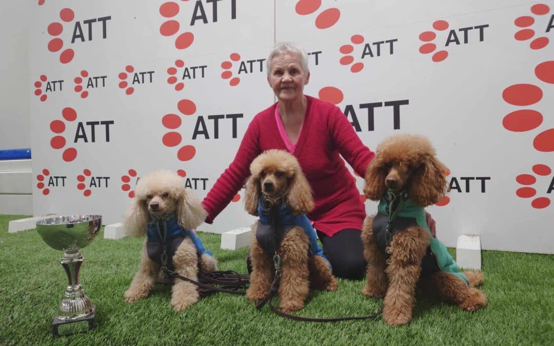 From toy dogs to Agility Champions: Ulla’s inspiring journey with her poodles