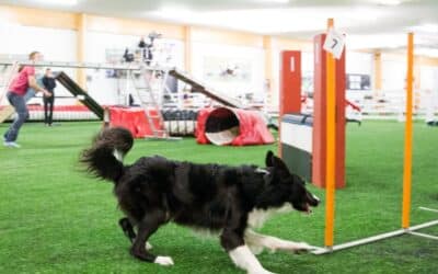 Strengthening key skills in dog agility to solve common problems