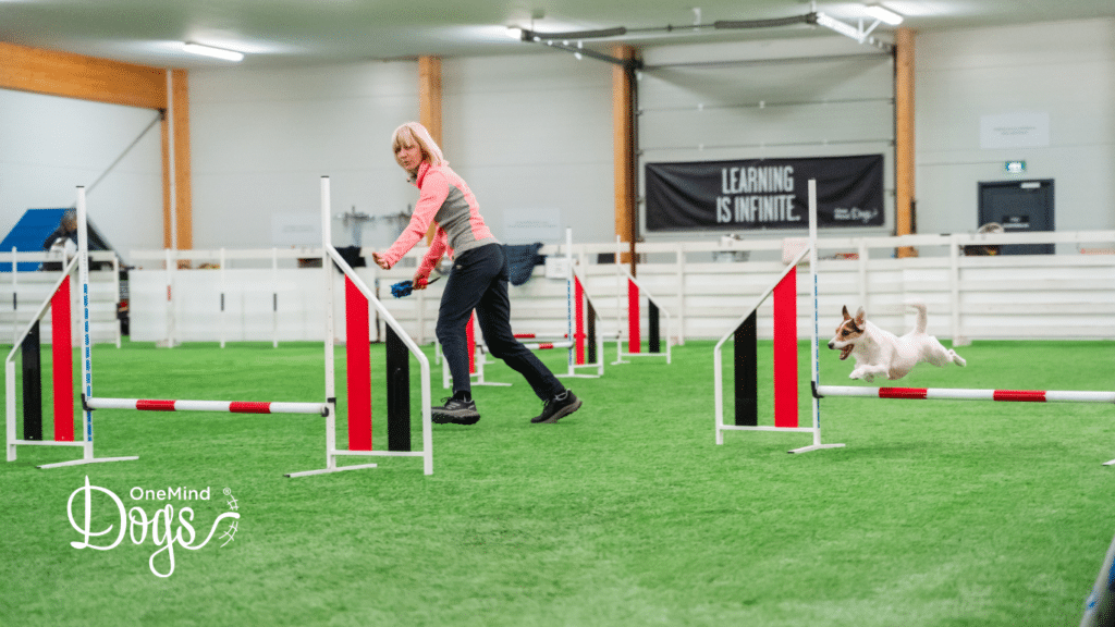 dog agility skills