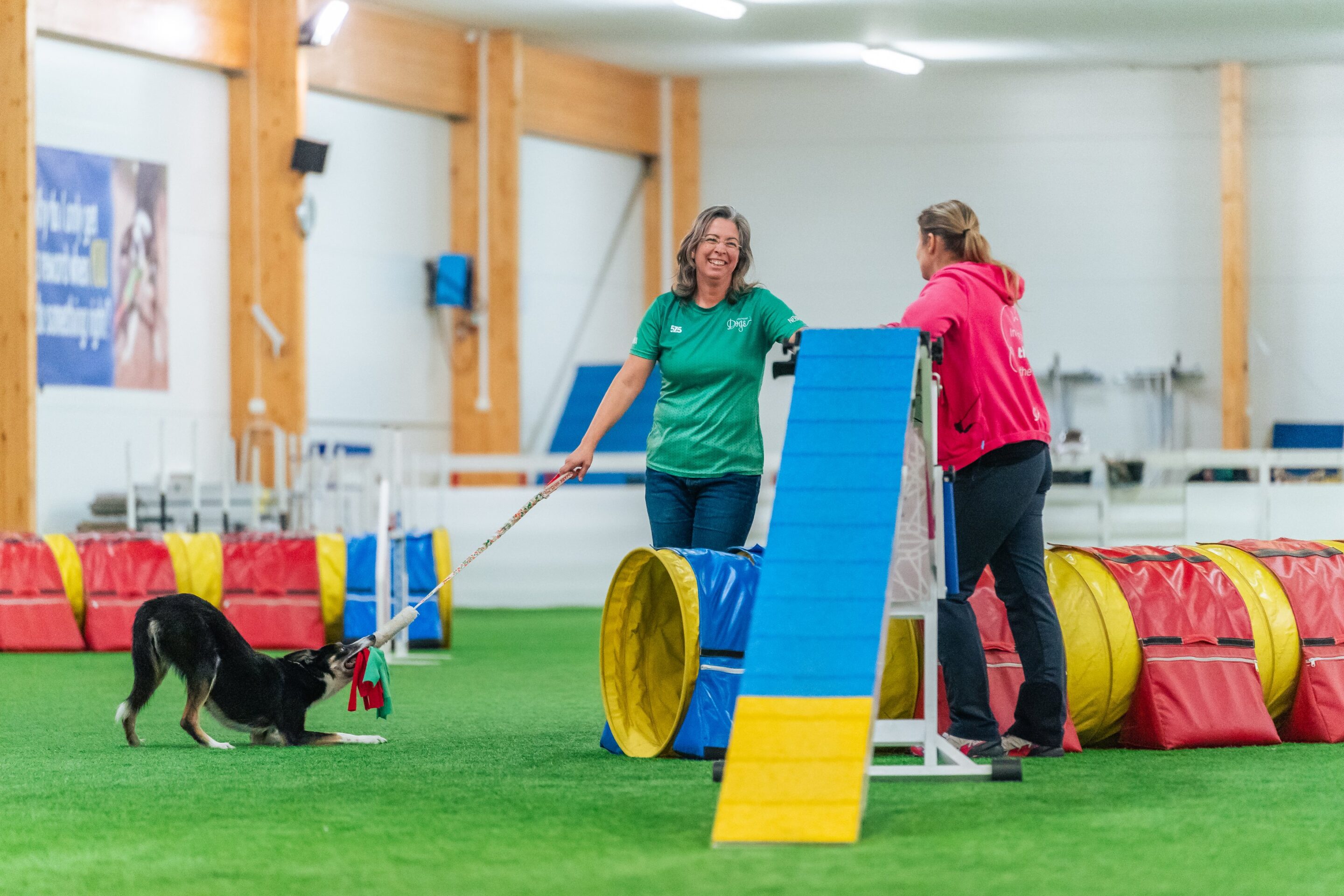 plan dog agility training