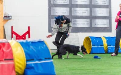 The importance or routines and planning in dog agility